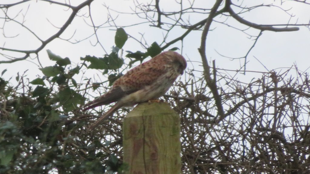 Kestrel busy hunting during storm Eunice 18th Feb 2022